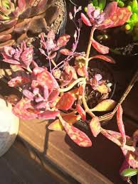 Image result for Kalanchoe marmorata