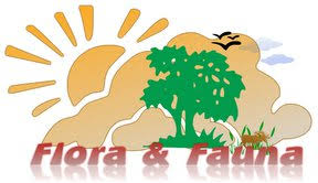 Beragam flora dan fauna tersebut memiliki tempat tinggal yang beragam, mulai di darat, dilaut maupun di udara. Flora Dan Fauna Home Facebook