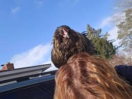 This chicken is confusing me. 11 months old