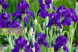 Pin Op Iris Iris