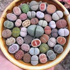 The cactus community on reddit. Lithops Care Guide Everything You Need To Know Sublime Succulents