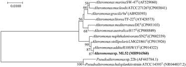 Genetics C | Ppt