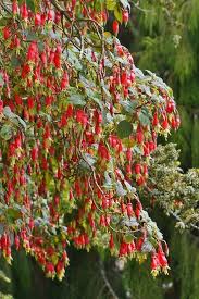 Image result for Fuchsia splendens