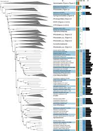 Dr + last name (some doctors go by dr + first name). Frontiers Analysis Of 1 000 Type Strain Genomes Substantially Improves Taxonomic Classification Of Alphaproteobacteria Microbiology