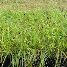 Image result for Carex cognata
