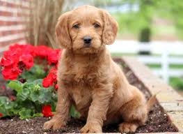 Looking for labradoodle puppy for sale? Miniature Labradoodle Puppies For Sale Puppy Adoption Keystone Puppies