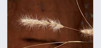 Image result for Aristida congesta