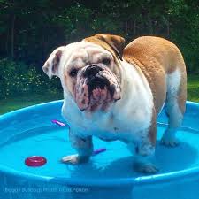 Ingiliz Bulldog Kopegi Su Icinde Bulldog Ingiliz Bulldog Ingiliz