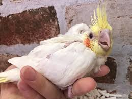 大人気 オカメインコヒナ ルチノー 東京からもほど近い 千葉県 神奈川県 埼玉県でオカメインコ を販売するペットショップ