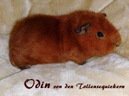 Das rex meerschweinchen ist verhältnismäßig groß und kräftig. Das Rex Meerschweinchen Penne Schweinchen