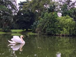 Check spelling or type a new query. Halimah Yacob Come Watch These Graceful Swans Swimming Facebook
