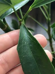 Image result for scale on plant