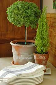 Simply Suzanne S At Home Savour A Greek Basil Tree Vintage Farmhouse Style Vintage Farmhouse Basil Planter