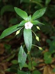 Image result for Sauvagesia