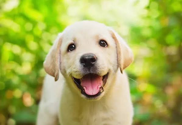 Imágenes de Mascota contenta, fotos de Mascota contenta sin royalties | DepositPhotos