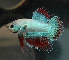 Beta fish fight | fighter fish fight. Betta Fish Care Guides Articles Japanese Fighting Fish
