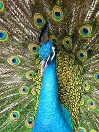 Proud Peacock With Open Feathers Peacock Peacock Bird Bird