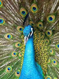 صور طاووس خلفيات ورمزيات طيور طاووس جميلة Zdjecia I Zwierzeta