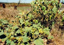 Image result for Xanthium