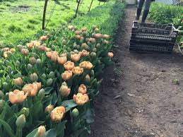 Florets favorites: Tulips - Floret Flowers