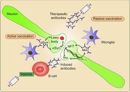 Aducanumab has been used in trials studying the treatment of alzheimer's disease. Vaccination Strategies In Tauopathies And Synucleinopathies Braczynski 2017 Journal Of Neurochemistry Wiley Online Library