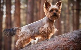 If you are looking for different yorkshire terrier haircuts, you are at the right place! Yorkie Haircuts Which Is Best For My Pup K9 Web