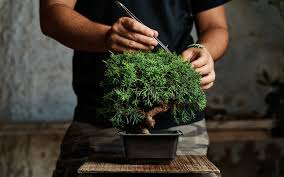 Texas ebony, te, is an excellent indoor bonsai material that forms a graceful, airy and attractive tree. Beginners Bonsai Workshop Sold Out