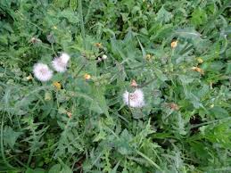 Image result for Sonchus schweinfurthii