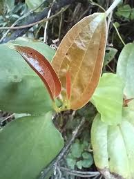 Image result for Mimusops afra