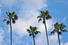 Where did california palm trees come from? California Palms