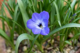 Image result for Tecophilaeaceae