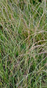 Image result for Sporobolus ioclados