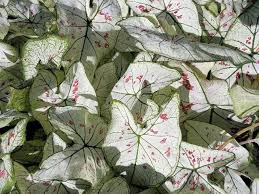 Strawberry Star A Spotted Fancy Leaved Caladium For Use In Containers And Landscapes Caladium Plants Pretty Plants