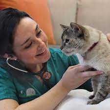 Instead Of Constant Trips To The Vet For An Injury Or Therapy Our Vet Techs Can Come To Your Home Service Animal Pet Taxi Pets