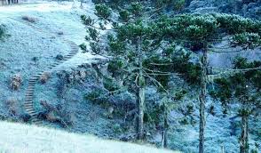 Check spelling or type a new query. Onde E Possivel Ver Neve No Brasil Blog Da Maxmilhas