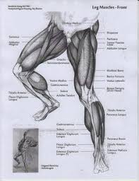 The fourth nerve of the foot is another branch of the tibial nerve, known as the sural nerve (figure 17). 19 Human Anatomy Ideas Human Anatomy Anatomy Muscle Anatomy