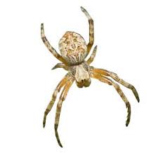 Common Spider Species Rentokil Pest Control