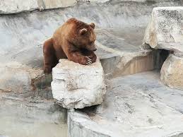 This account has been suspended. Animals Held In A Dreadful State At Belvedere Zoo In Tunis Oipa