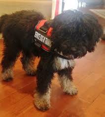 At bernedoodle puppyspot you can rest assured that your new puppy is coming from a vetted, responsible breeder. Mini Bernedoodles Swissridge Kennels