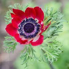 Free Image On Pixabay Anemone Flower Flower Red Green Anemone Flower Anemone Flower Images