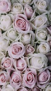 Check out this fantastic collection of rose gold floral wallpapers, with 37 rose gold floral background images for your desktop, phone or tablet. White And Pink Roses Wallpapers Top Free White And Pink Roses Backgrounds Wallpaperaccess
