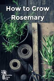 In this video, i'm going to show you how to propagate herbs using a very simple method. How To Grow Rosemary Joybilee Farm Diy Herbs Gardening