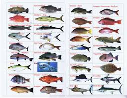 Saltwater Fish Chart Salt Water Fish Tumblr Saltwater Fish