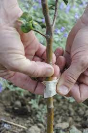 So Okulieren Sie Einen Obstbaum Pflanzen Garten Pflanzen Obstbaume Pflanzen