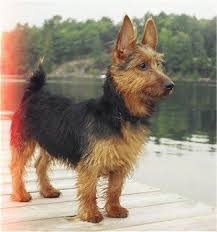 Australia & new zealand's largest range of commercial kitchen catering equipment & refrigeration, supplying the hospitality industry for over 50 years. Australian Terrier Dog Breed Information Popular Pictures Paw Paw Go