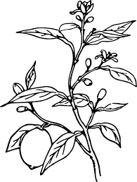 We did not find results for: Lemon Tree 2 Icons Png Free Png And Icons Downloads