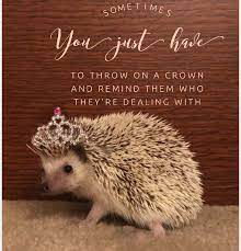 The fox has many tricks. Quillie Nelson18 Cute Hedgehog Inspirational Quotes Quotes
