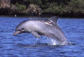 Indo Pacific Bottlenose Dolphin Wikipedia