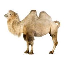 This topic has been closed. Halal Slaughtering Machinery Camel For Meat Abattoir Halal Line