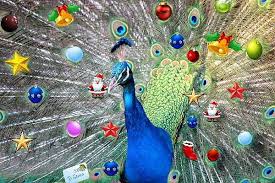 Great looks, great vibes and a whole lot of family styles and trends. A Peacock Gift For Christmas Peacocks Uk